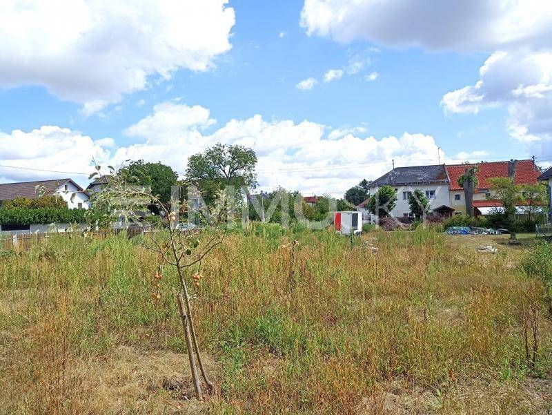 Weitläufiges, überwuchertes Grundstück mit jungem Baum und Häusern in der Ferne unter bewölktem Himmel.