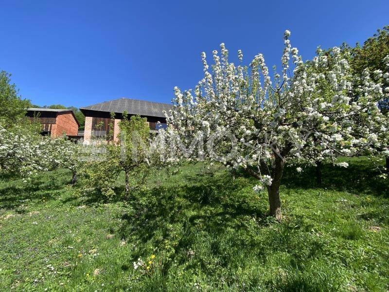 Blühender Obstgarten mit grüner Wiese und einem Gebäude im Hintergrund unter blauem Himmel.