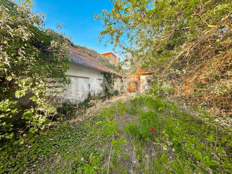 Verwilderter Gartenbereich mit üppigem Grün und einem von Efeu bewachsenen, älteren Nebengebäude.