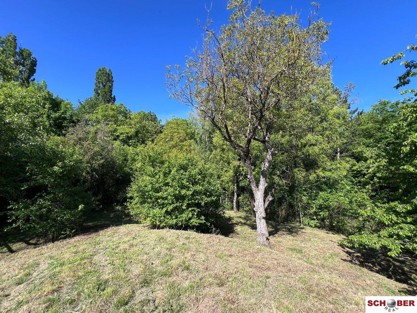 Natürliche Gartenlandschaft mit einer einzelnen Baumkrone und dichtem Grün im Hintergrund.