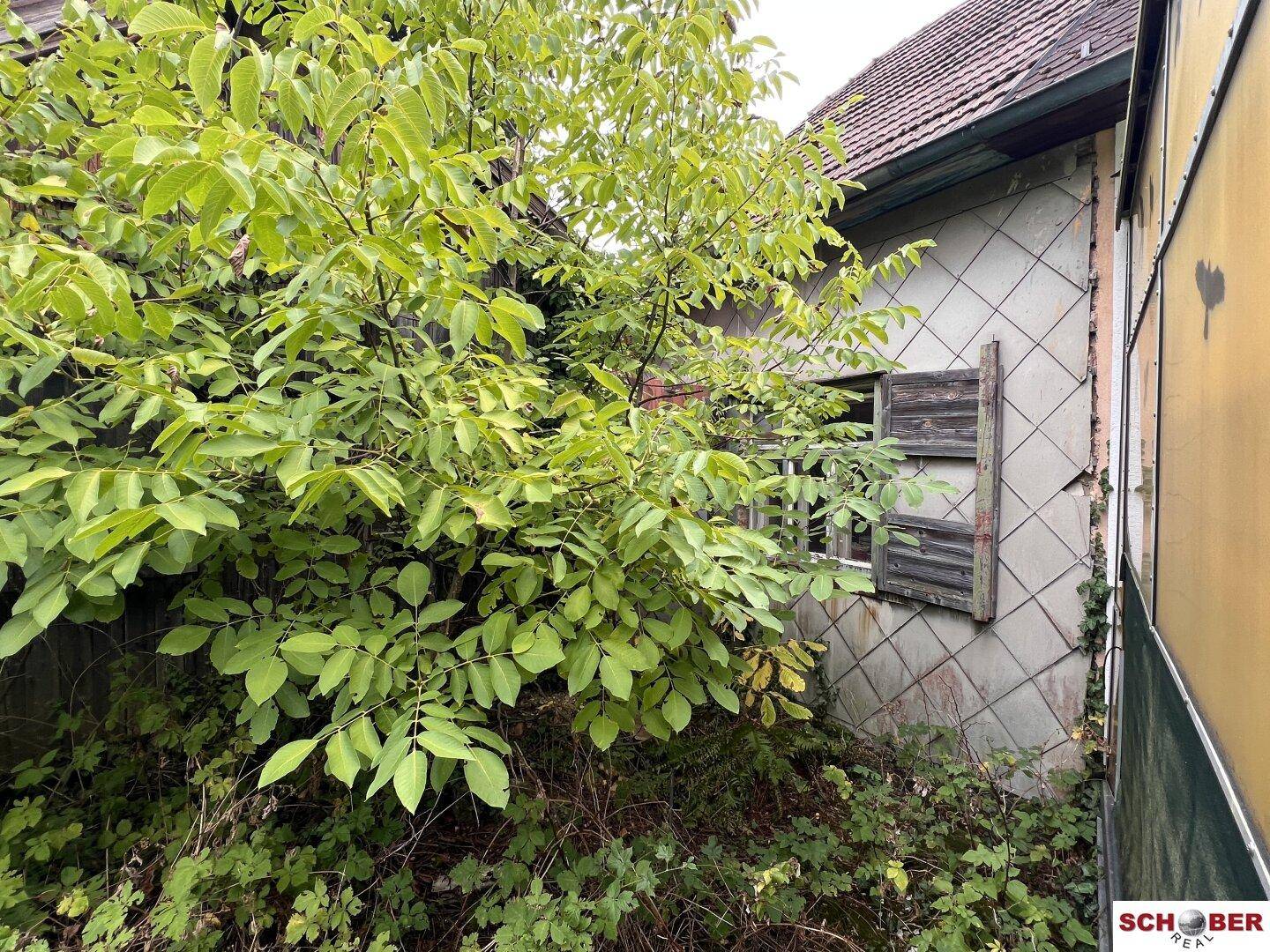 Nahaufnahme einer alten Hausfassade mit Fenster, Holzläden und starkem Bewuchs durch Sträucher.