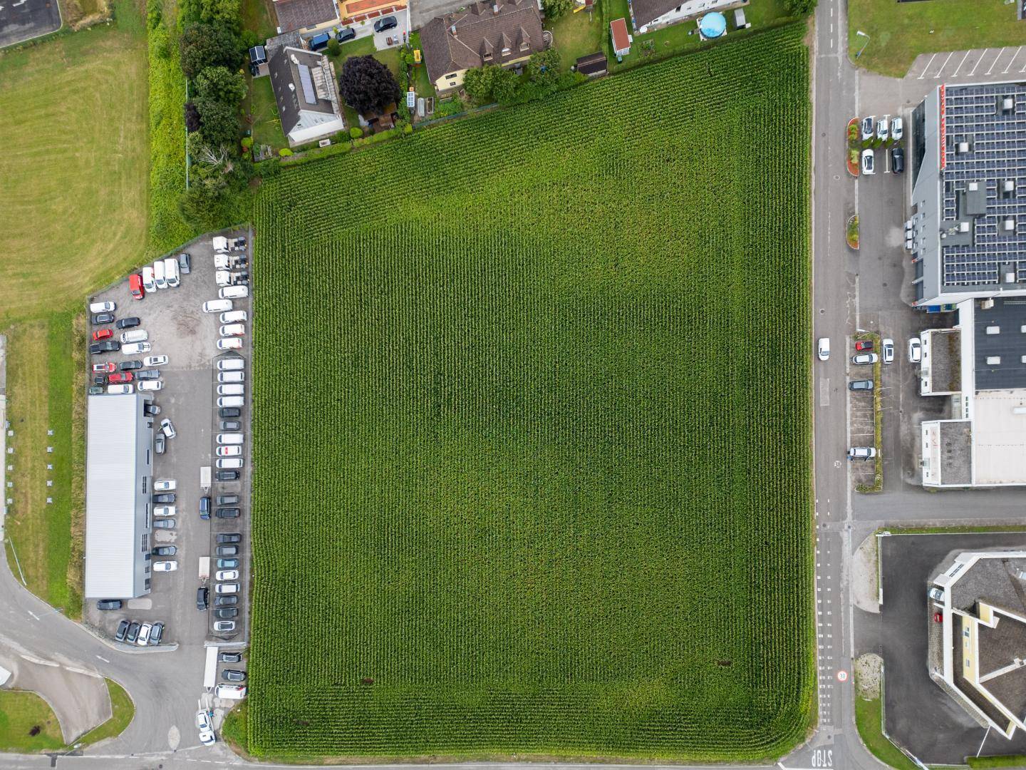 Senkrechte Luftaufnahme eines großen Maisfeldes, umgeben von Straßen, Wohnhäusern und Gewerbegebäuden in einer ländlichen Umgebung.