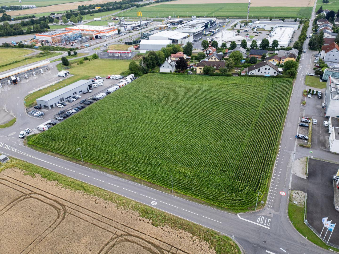 Luftaufnahme eines ausgedehnten Maisfeldes, umgeben von Gewerbegebäuden, Wohnhäusern und einer Straße, mit weiteren Feldern im Hintergrund.