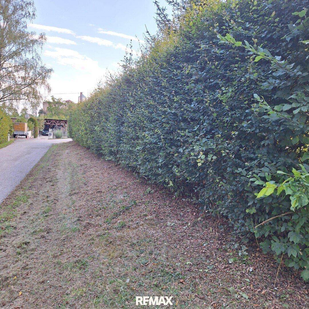 Lange, dichte Hecke entlang eines unbefestigten Weges, der zu einem Grundstück führt.