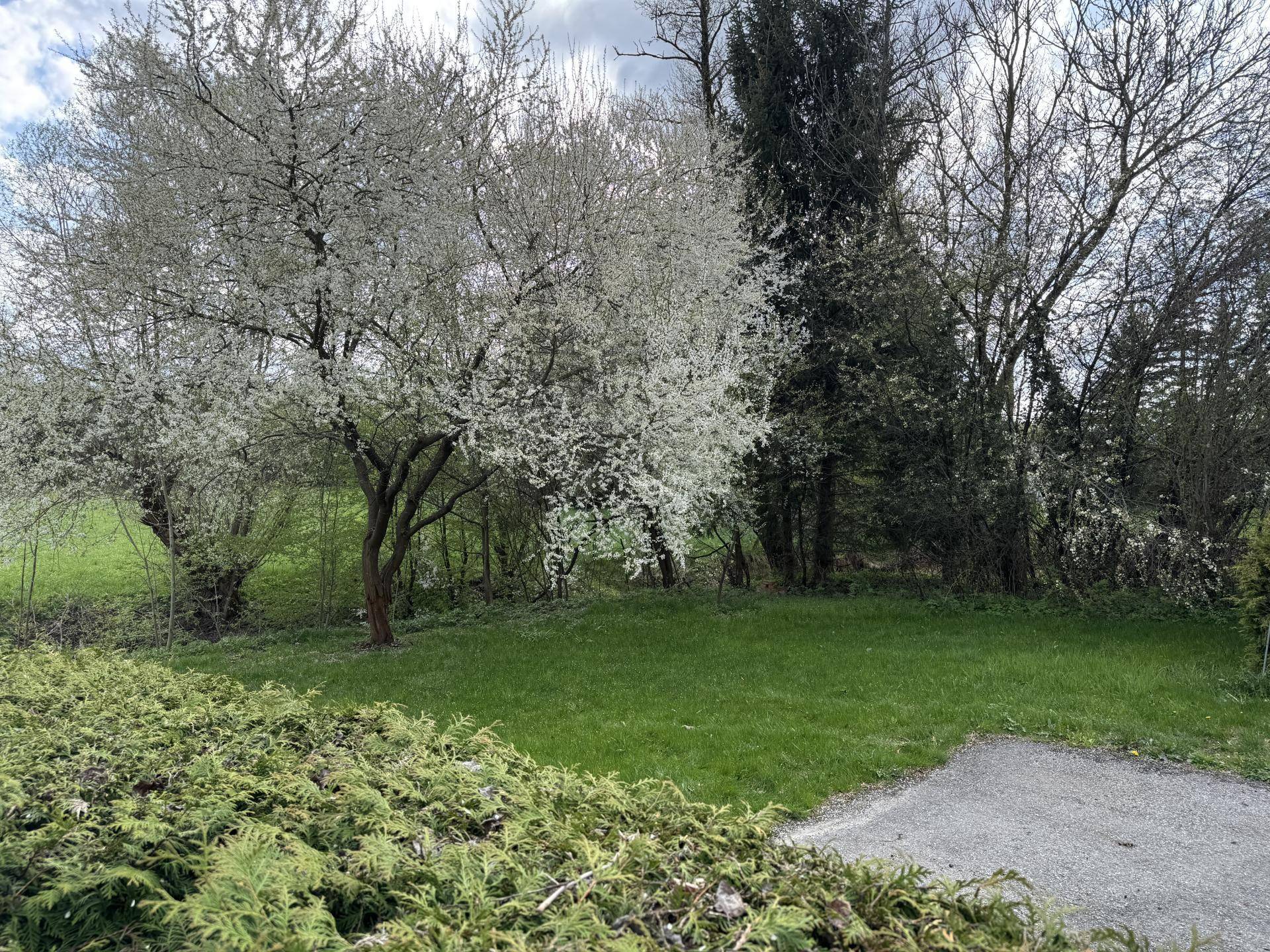 Garten Voraus