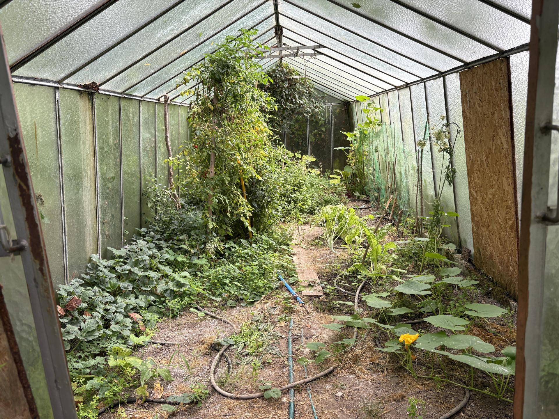 Gewächshaus mit üppigem Pflanzenwuchs, darunter Tomaten und andere Gemüsesorten.