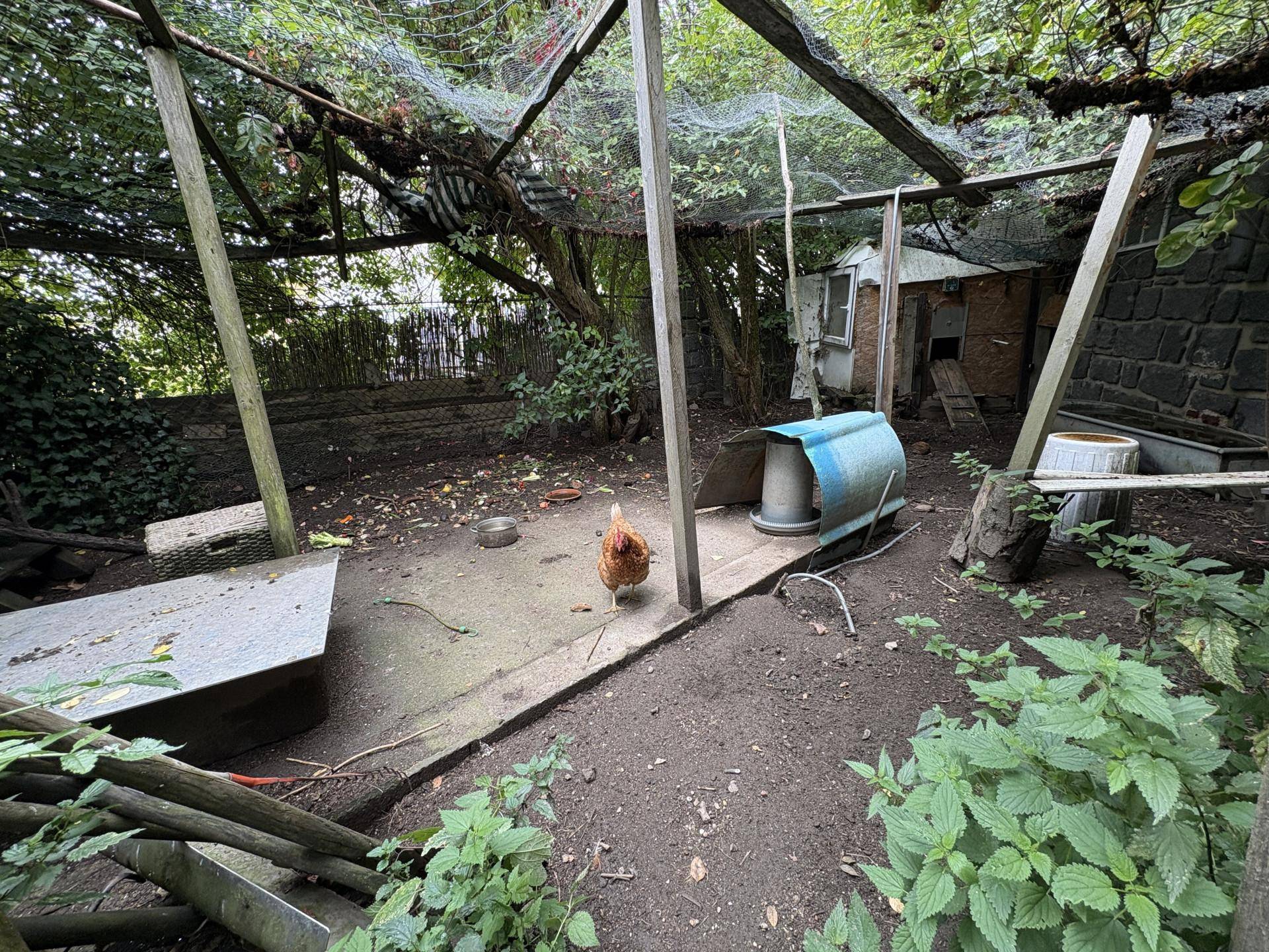 Hühnerstall im Freien mit einem Huhn und umgebender Vegetation.