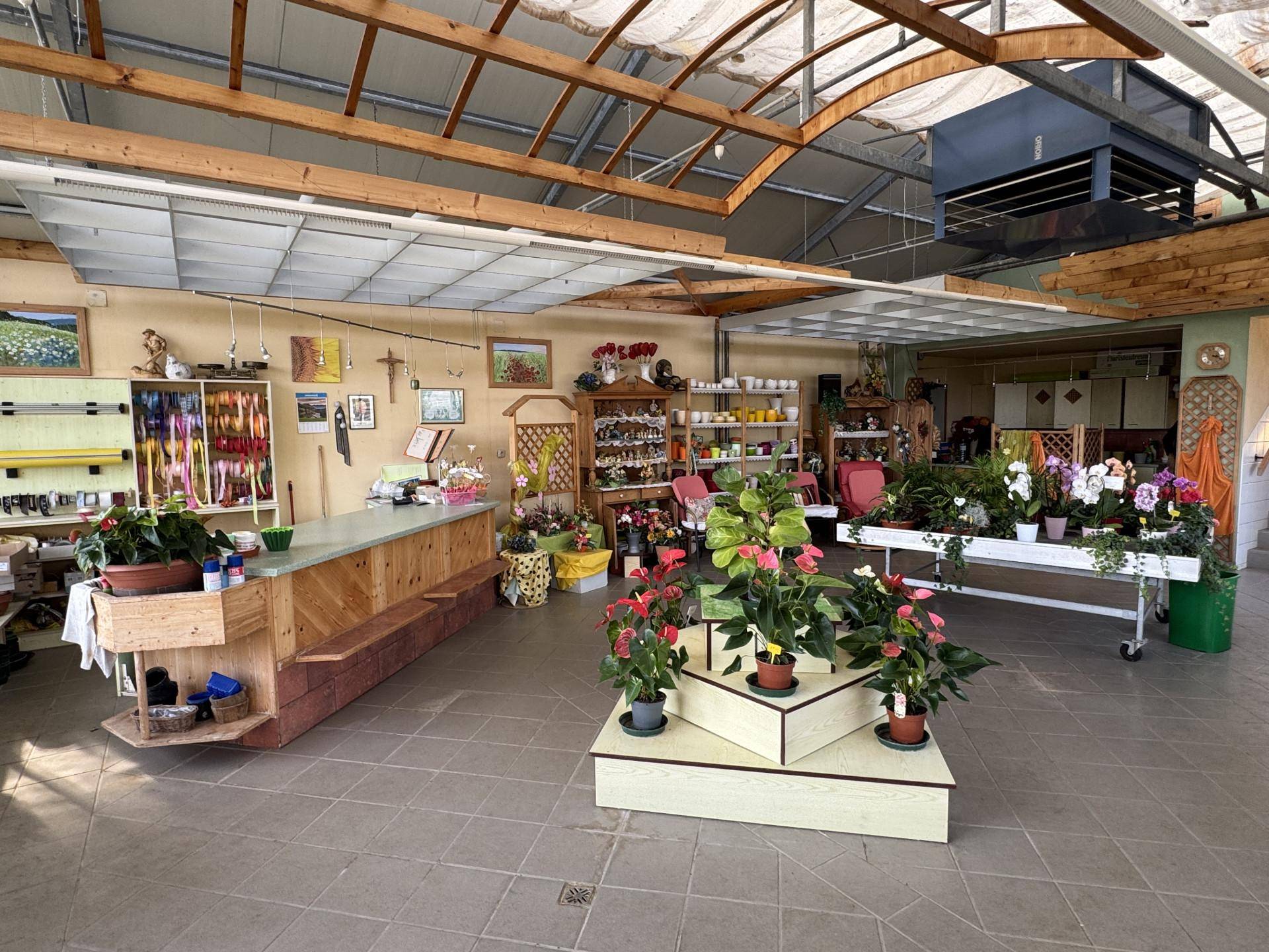Innenansicht eines Blumengeschäfts mit Pflanzen, Regalen und einer Verkaufstheke.