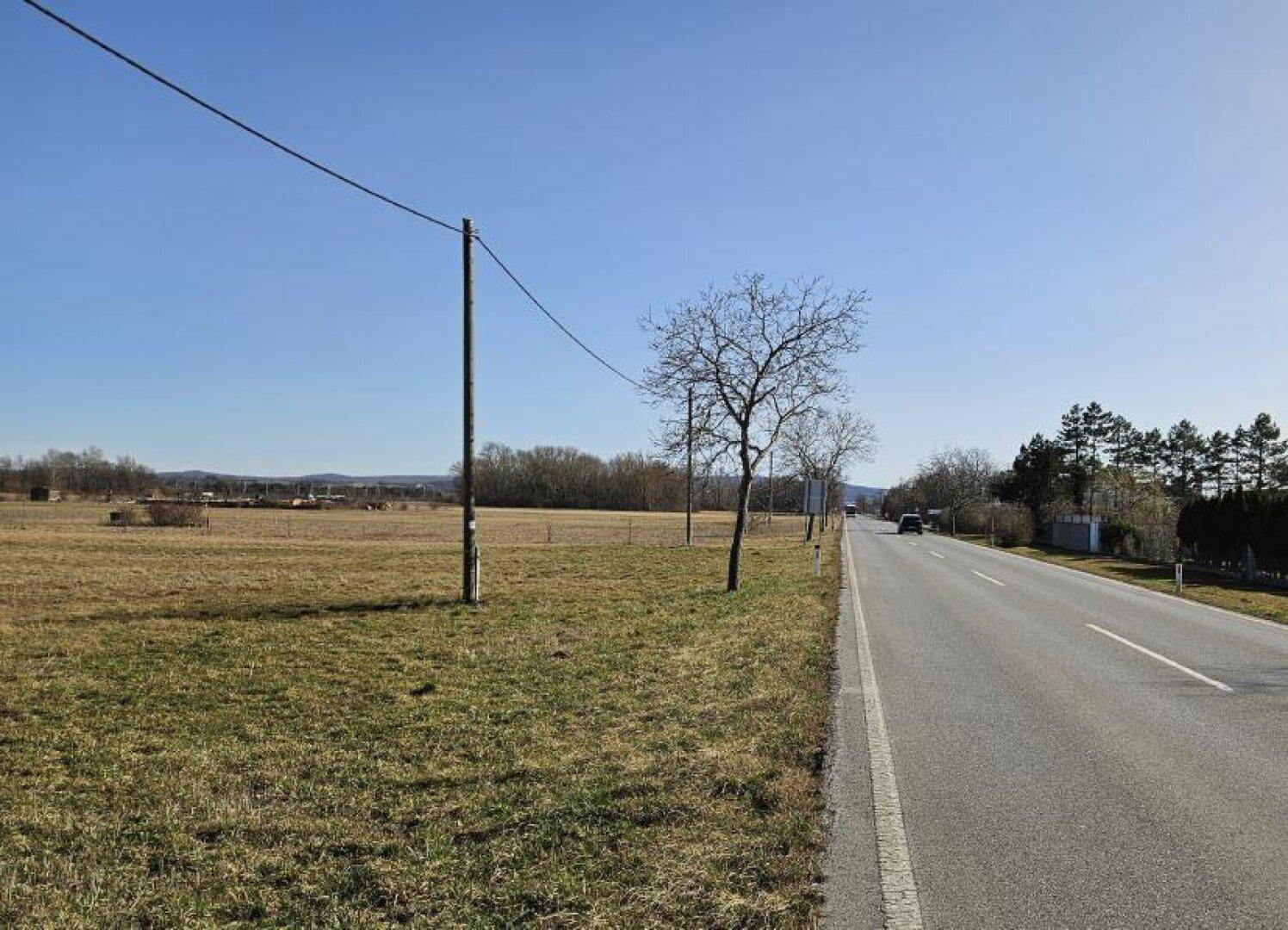 Weitläufiges Feld neben einer Landstraße mit vereinzelten Bäumen und klarem blauen Himmel.