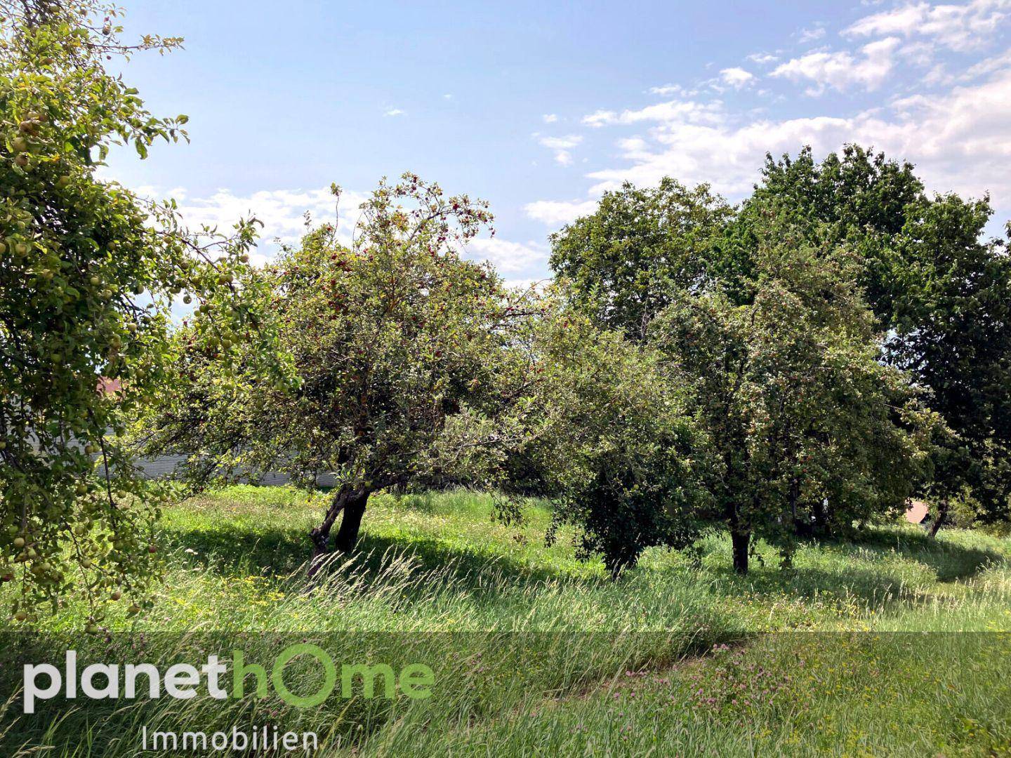 Weitläufige grüne Wiese mit verschiedenen Bäumen unter einem blauen Himmel, ideal für Naturliebhaber.