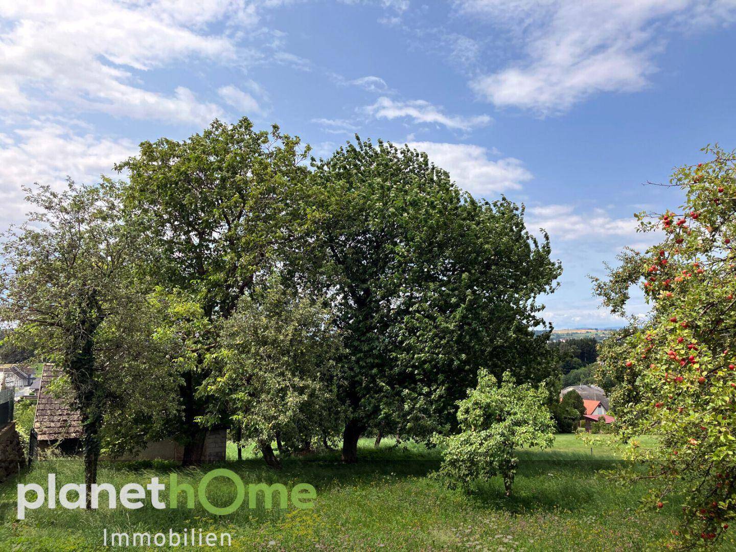 Große, grüne Wiese mit alten Bäumen und einem weiten Blick auf die umliegende Landschaft und Häuser.