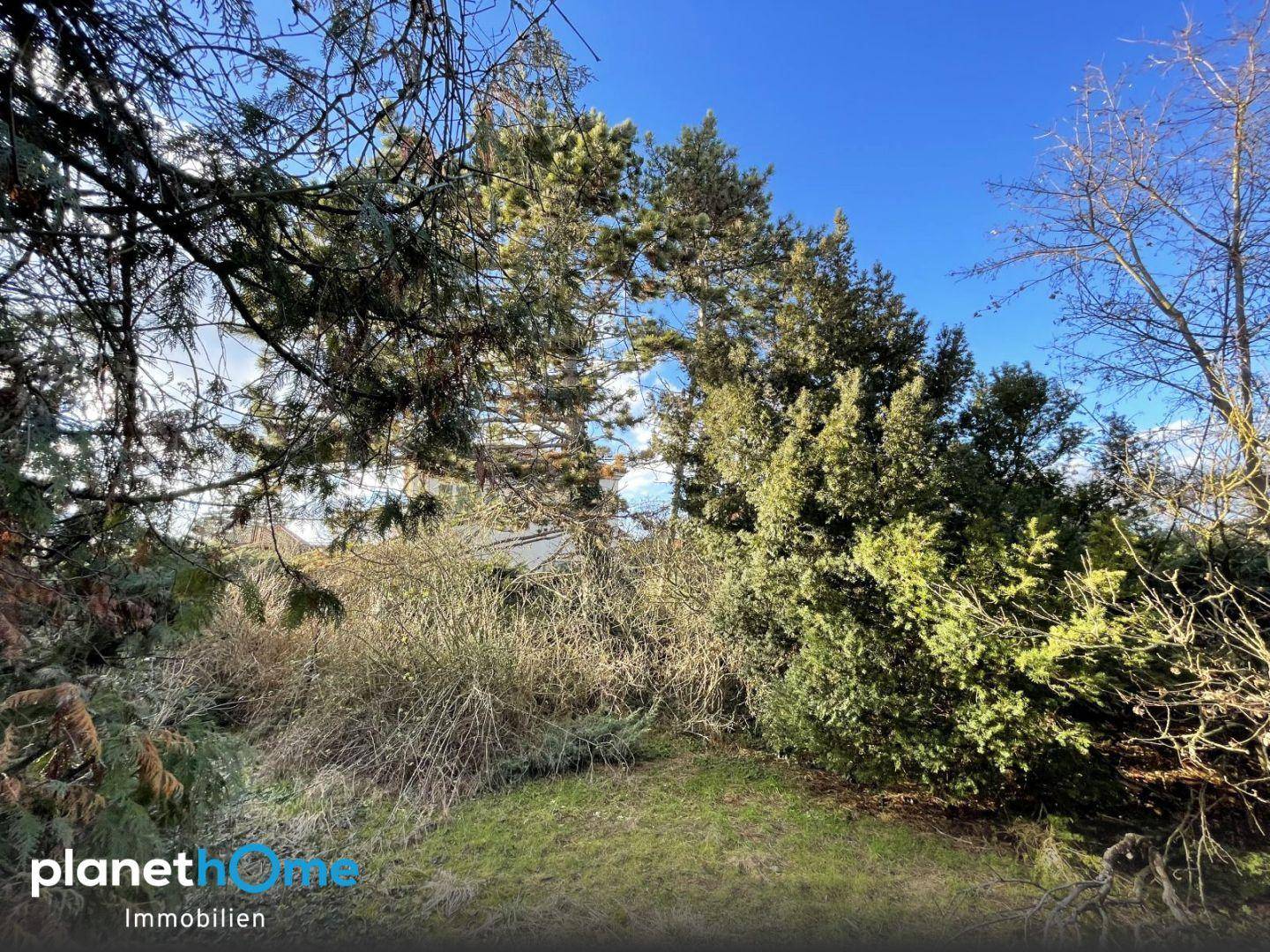 Üppiger Gartenbereich mit hohen Bäumen und dichten Büschen unter strahlend blauem Himmel.