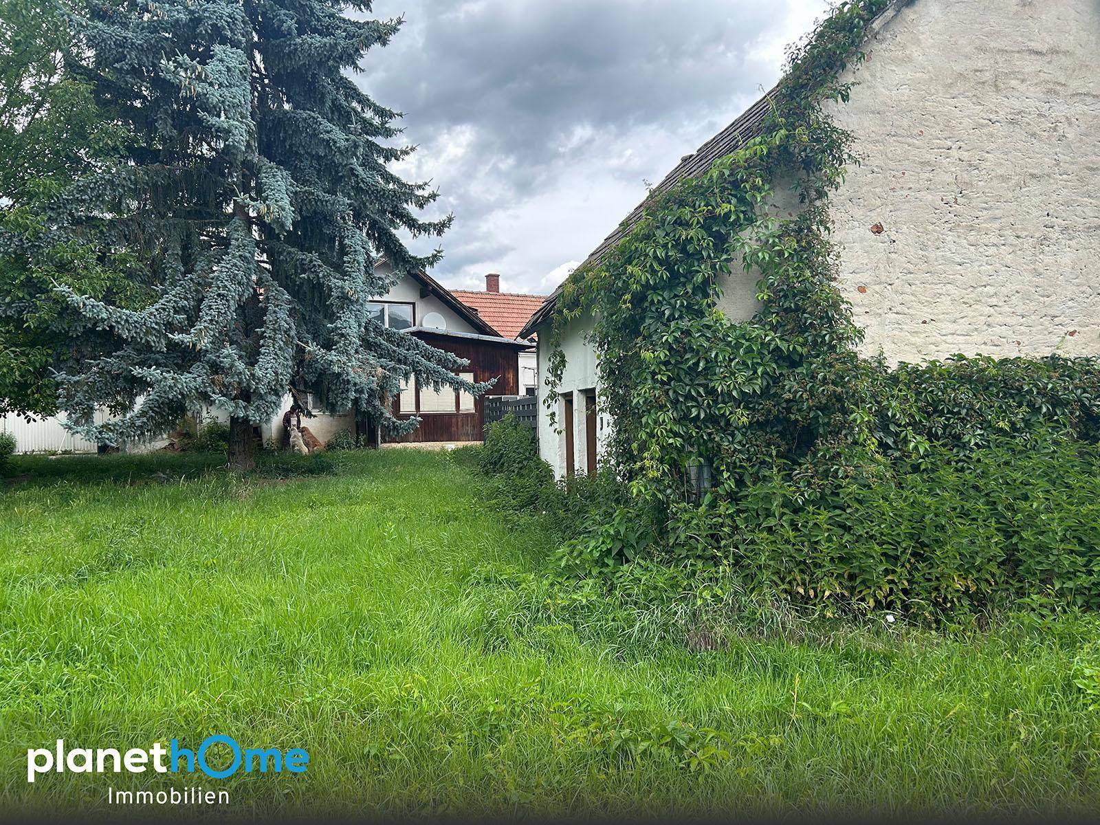 Seitenansicht eines alten Hauses mit starkem Efeubewuchs und angrenzender Grünfläche.
