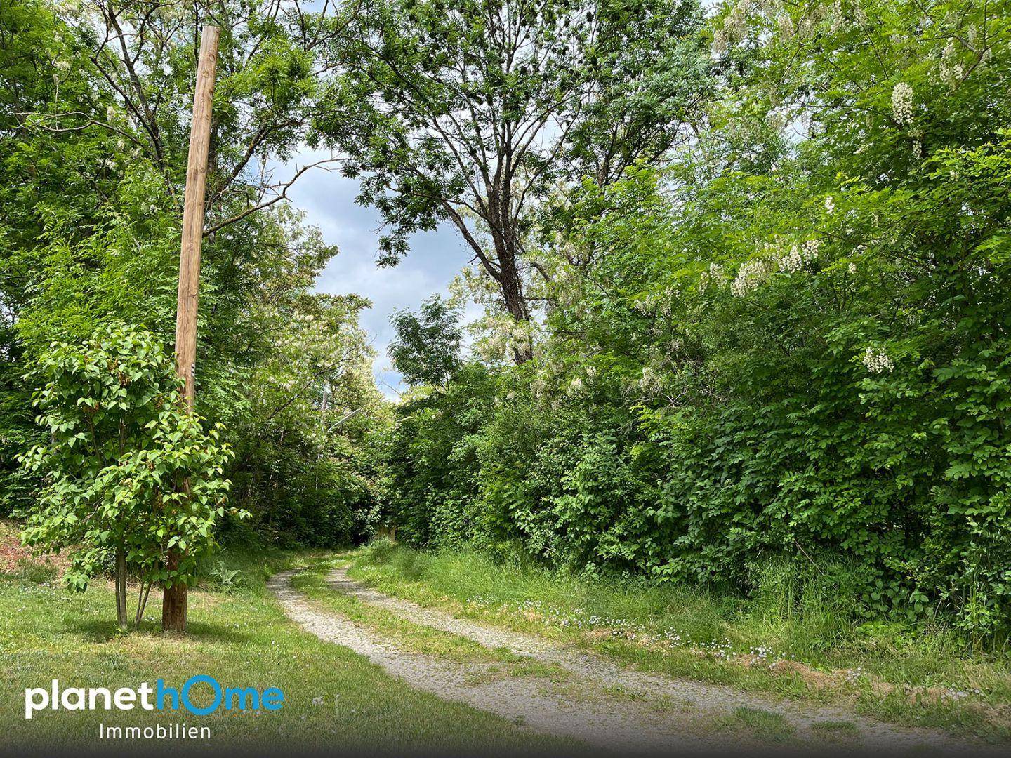 Grüner Feldweg umgeben von dichtem Baumbestand und Büschen unter einem bewölkten Himmel.