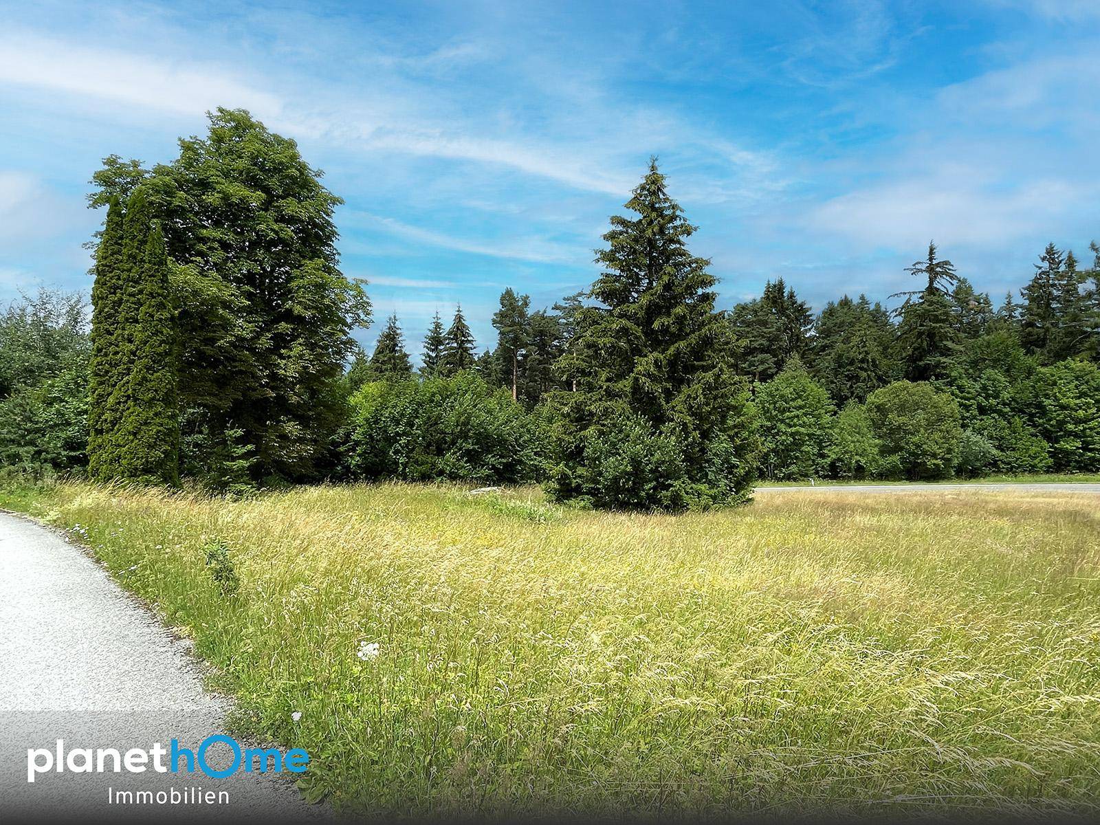 Weitläufige Wiesenlandschaft mit hohen Bäumen unter blauem Himmel.