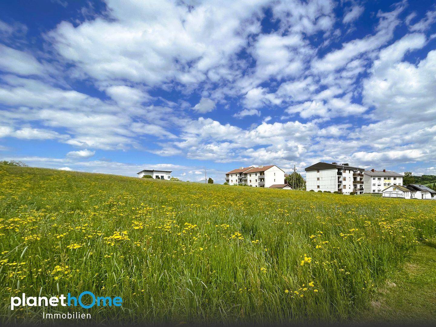 Weitläufige grüne Wiese mit gelben Blumen und Wohngebäuden am Horizont unter blauem Himmel.