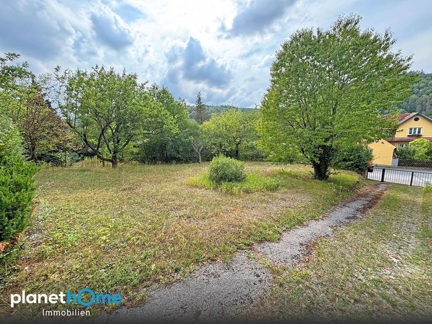Großzügiges Gartengrundstück mit Rasenfläche und altem Baumbestand.