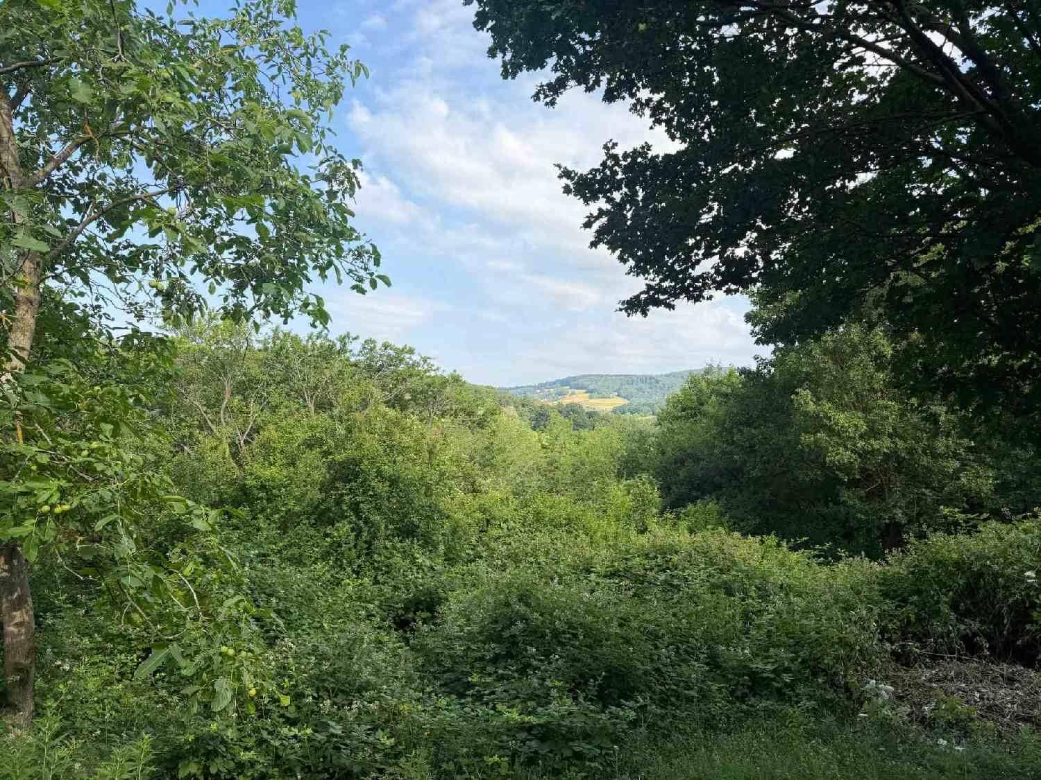 Weitläufiger Blick über eine üppige grüne Landschaft mit Bäumen und bewaldeten Hügeln.