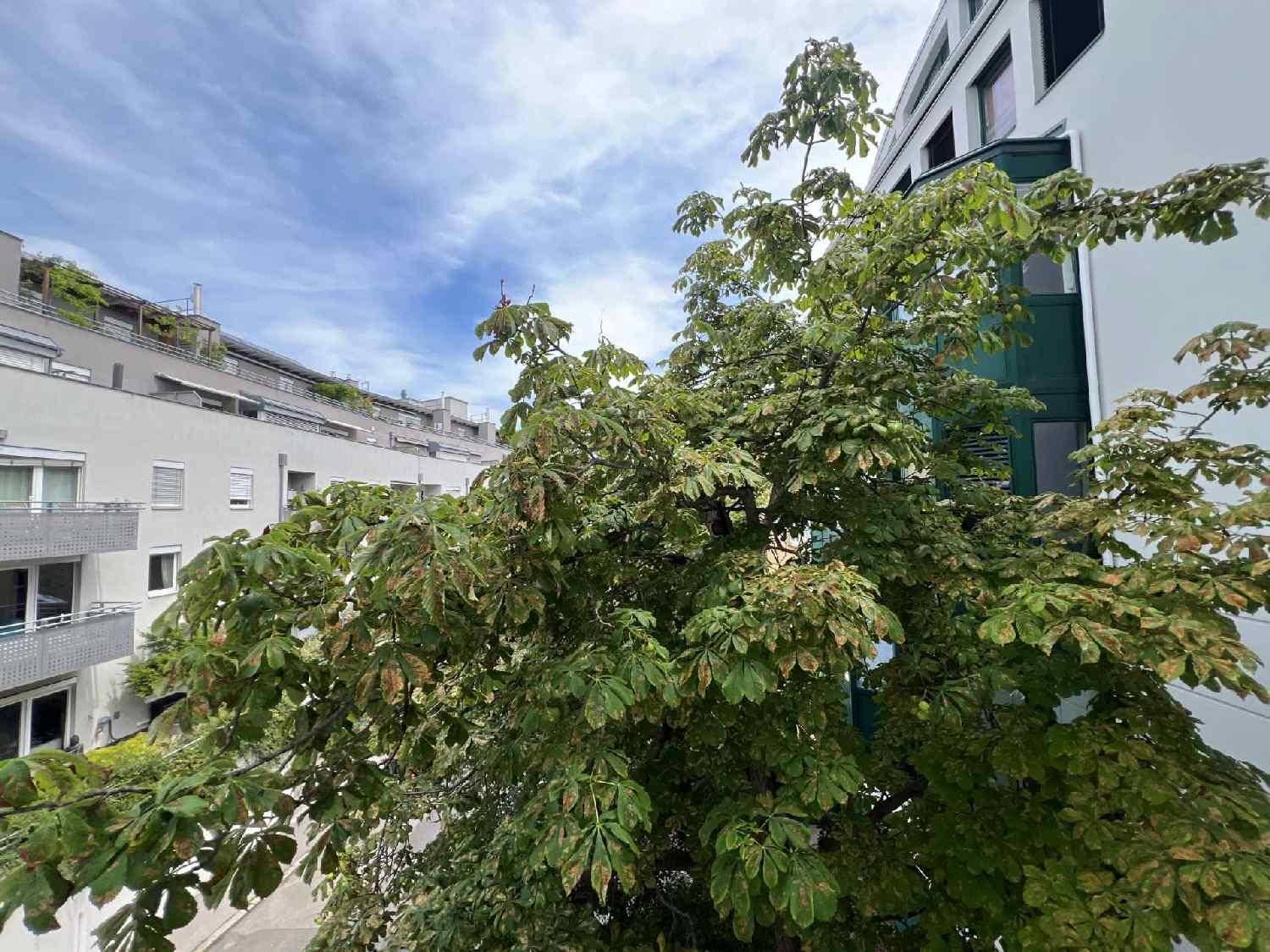 Blick auf einen großen Baum mit grünen Blättern und umliegende Gebäude unter bewölktem Himmel.