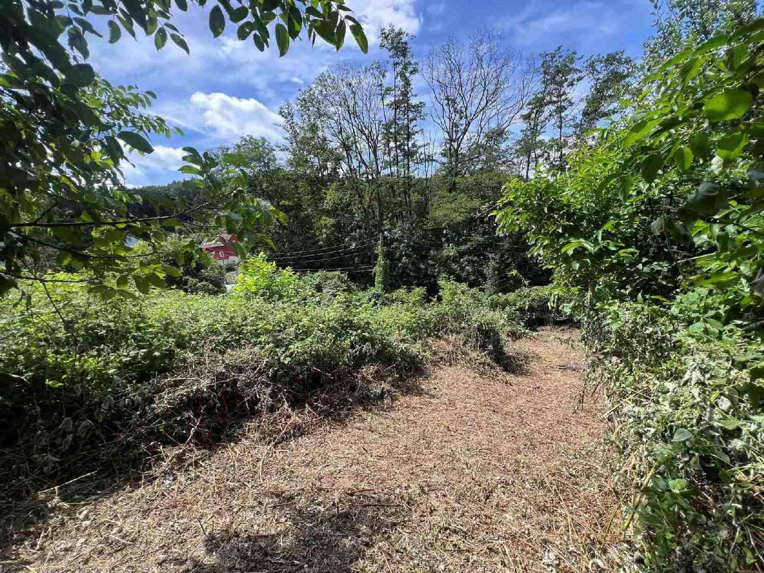 Blick über ein dicht bewachsenes Grundstück mit Bäumen und einem Haus in der Ferne.