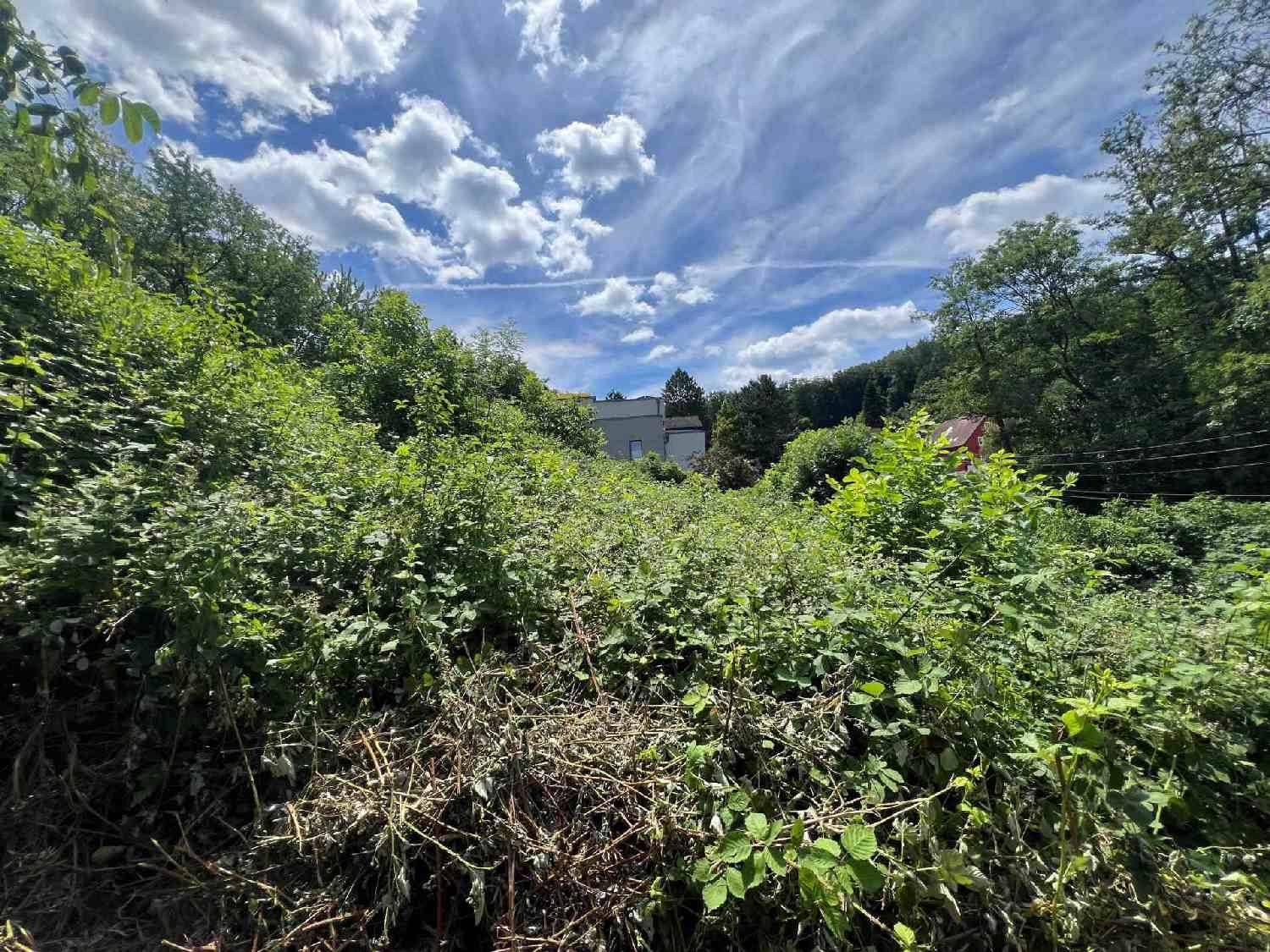 Blick auf ein dicht bewachsenes Grundstück mit einem Haus im Hintergrund unter blauem Himmel.