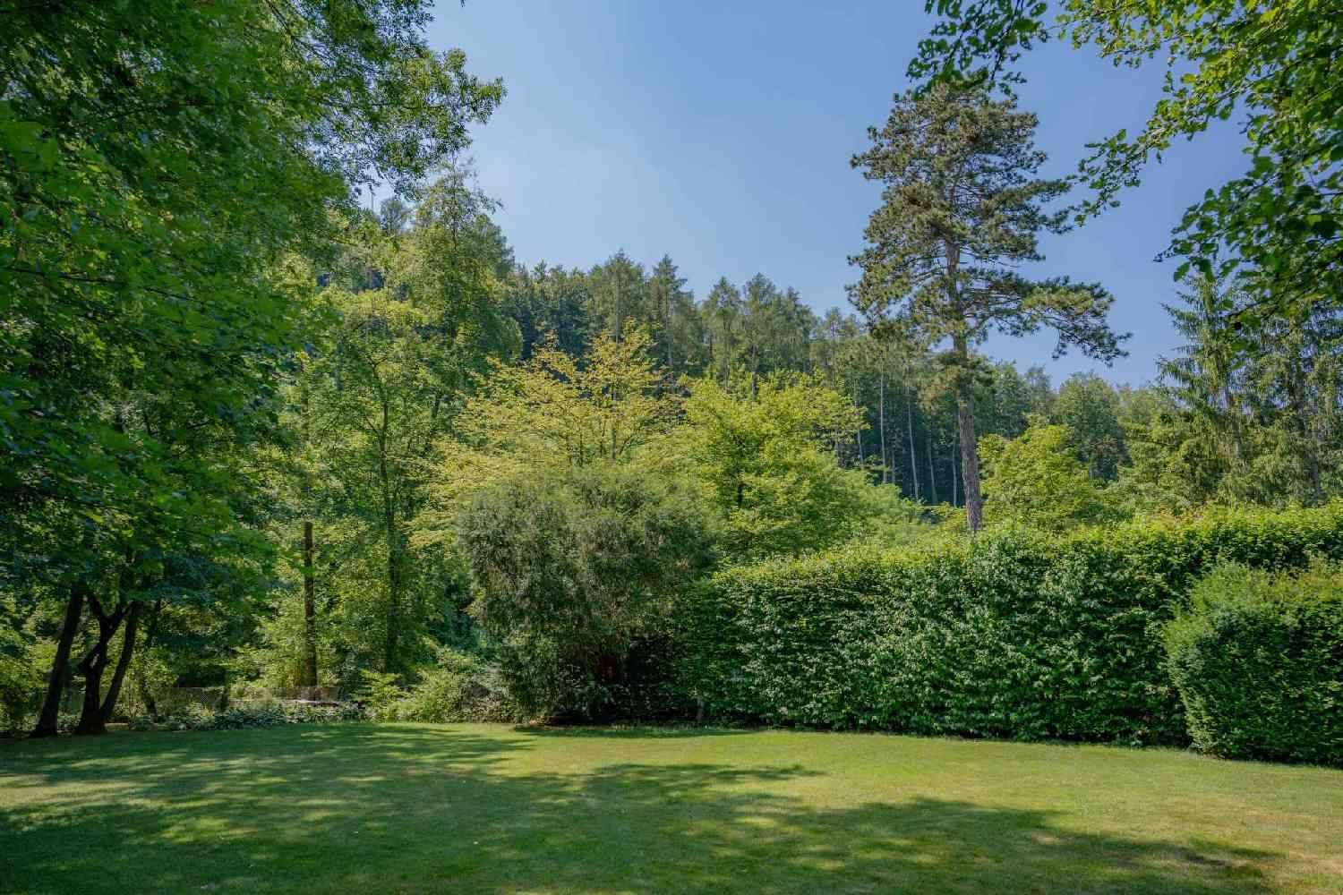 Gepflegter Gartenbereich mit Rasenfläche, hoher Hecke und Blick auf den angrenzenden Wald.