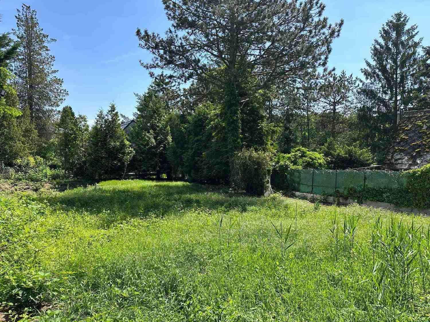 Sonniges grünes Grundstück mit üppiger Vegetation und hohen Bäumen.