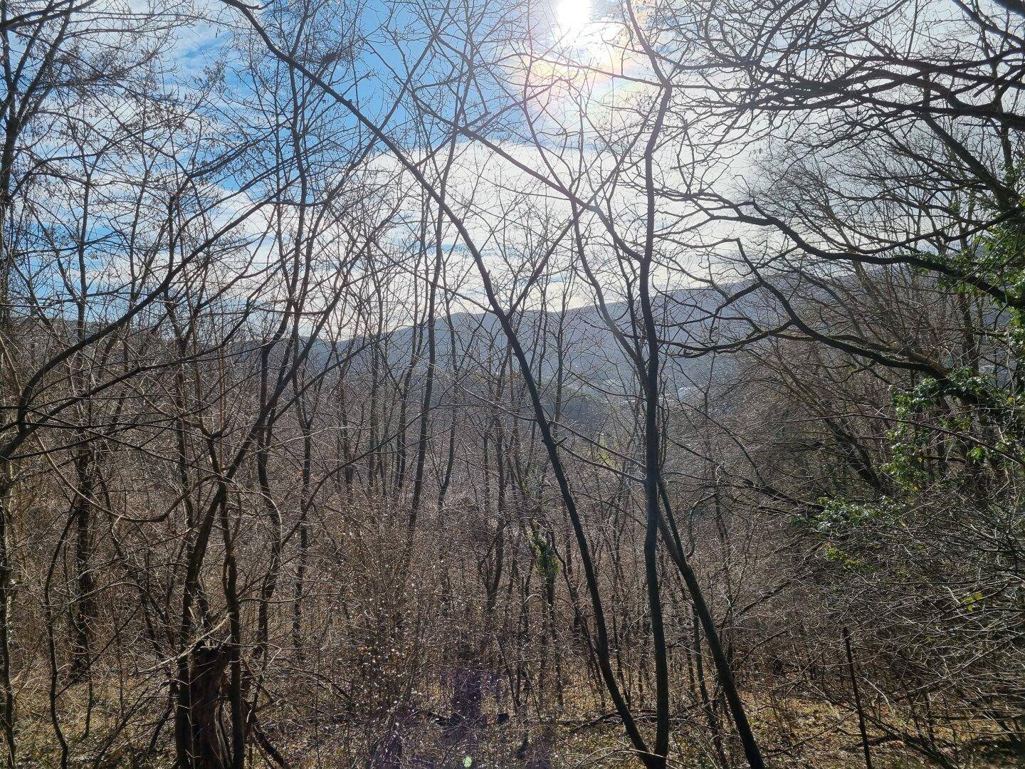Bewaldete Landschaft mit kahlen Bäumen und Blick auf die hügelige Umgebung unter blauem Himmel.