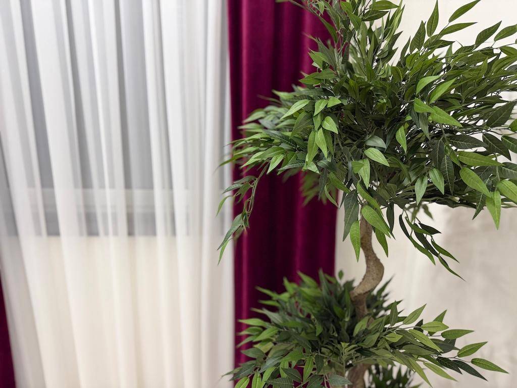 Detailansicht einer Zimmerpflanze vor einem Fenster mit weißen und bordeauxroten Vorhängen.