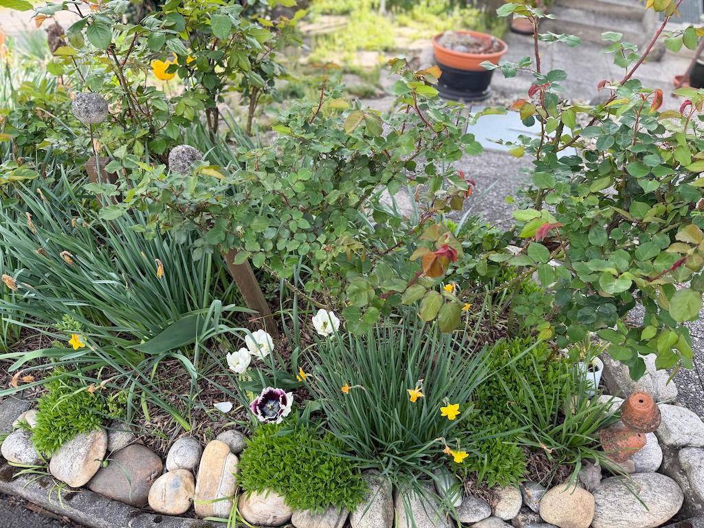 Buntes Blumenbeet mit verschiedenen Pflanzen, Narzissen und einer dekorativen Steinumrandung.