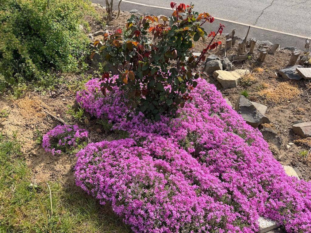 Farbenfrohes Blumenbeet mit leuchtend rosa Bodendeckern und einem Rosenstrauch.