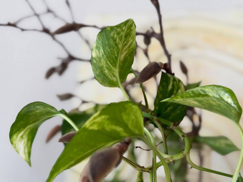 Nahaufnahme eines panaschierten Pflanzenblattes mit grünen und helleren Mustern.