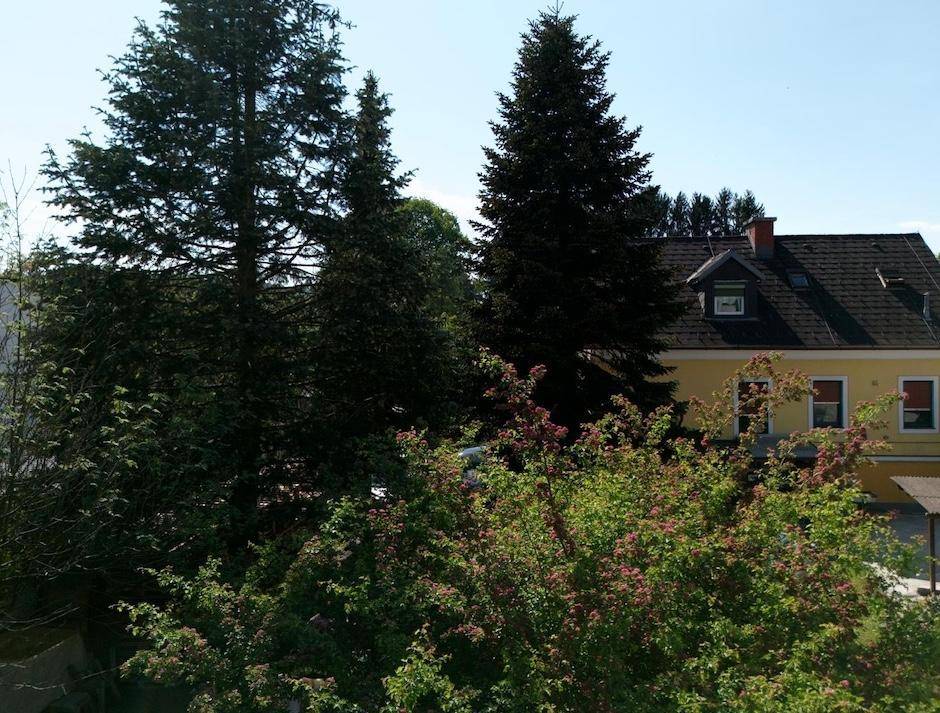 Blick auf das gelbe Haus durch dichte Bäume und Sträucher im Vordergrund.