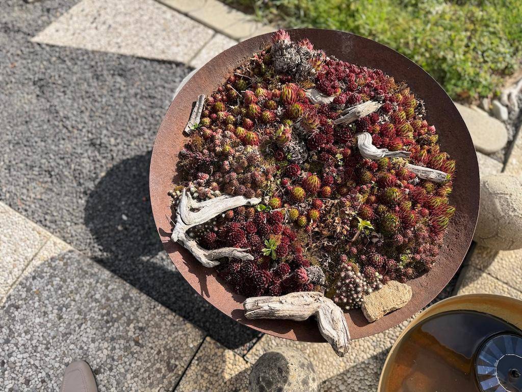 Dekorative Pflanzschale mit Sukkulenten und Treibholz, platziert im Außenbereich.
