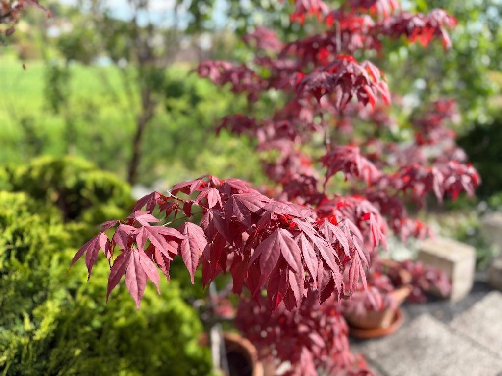 Nahaufnahme von leuchtend roten Ahornblättern in einem sonnigen Garten.