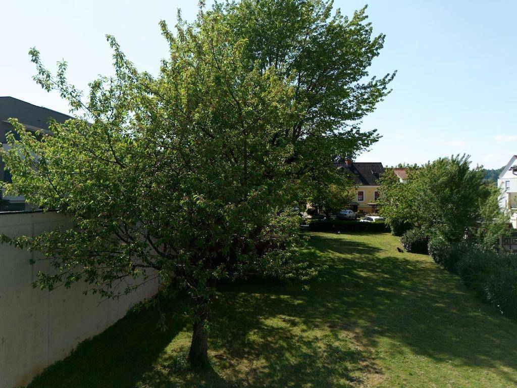 Sonniger Gartenbereich mit Rasenfläche, Bäumen und einer weißen Mauer im Hintergrund.