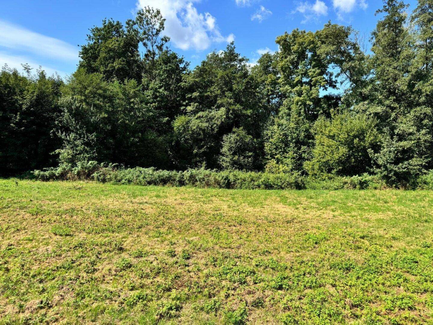 Weitläufige grüne Wiese mit dichtem Baumbestand im Hintergrund unter blauem Himmel.