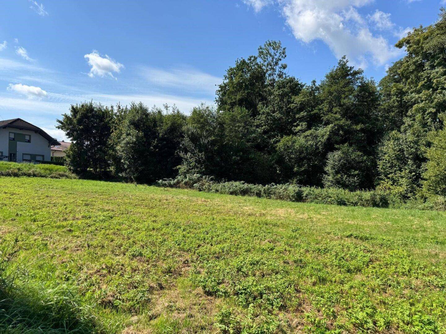 Weite grüne Wiese mit üppigem Baumbestand am Rand unter strahlend blauem Himmel.
