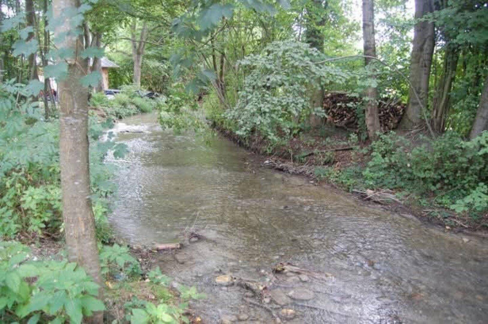 Ruhiger Bach fließt durch einen grünen Wald, umgeben von Bäumen und natürlicher Vegetation.