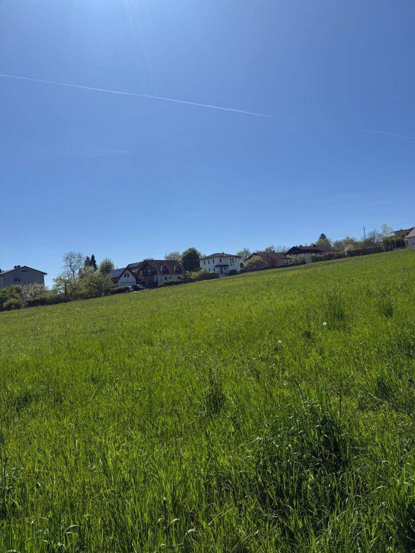 Sonnige grüne Wiese mit Blick auf eine Reihe von Wohnhäusern am Horizont.