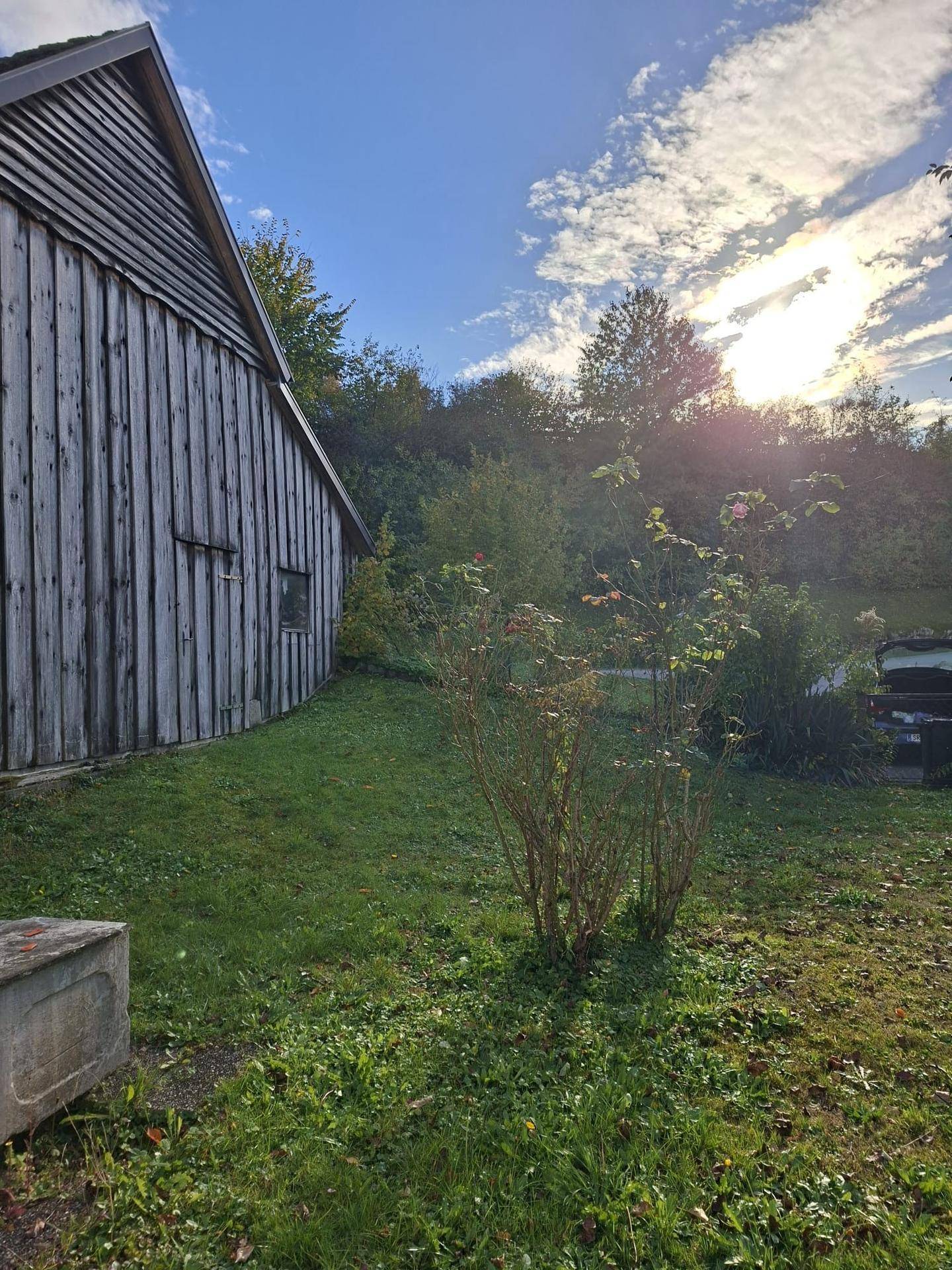 Sonnige Gartenfläche neben einem rustikalen Holzschuppen, mit Sträuchern und Bäumen im Hintergrund.