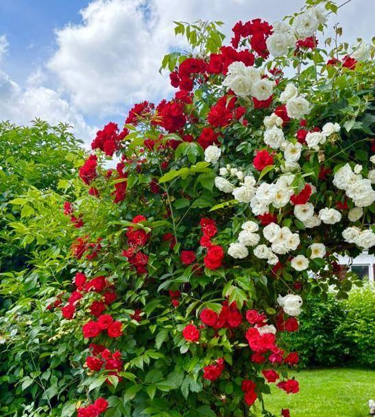 Üppiger Rosenbusch mit roten und weißen Blüten im sonnigen Garten.