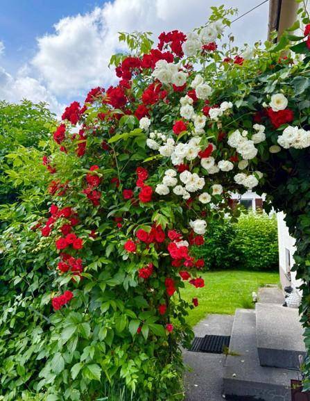 Farbenfroher Rosengarten mit roten und weißen Kletterrosen unter blauem Himmel.