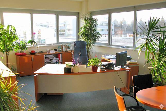 Geräumiges Büro mit großen Fenstern, die einen weiten Blick bieten, und mehreren Pflanzen zur Raumgestaltung.