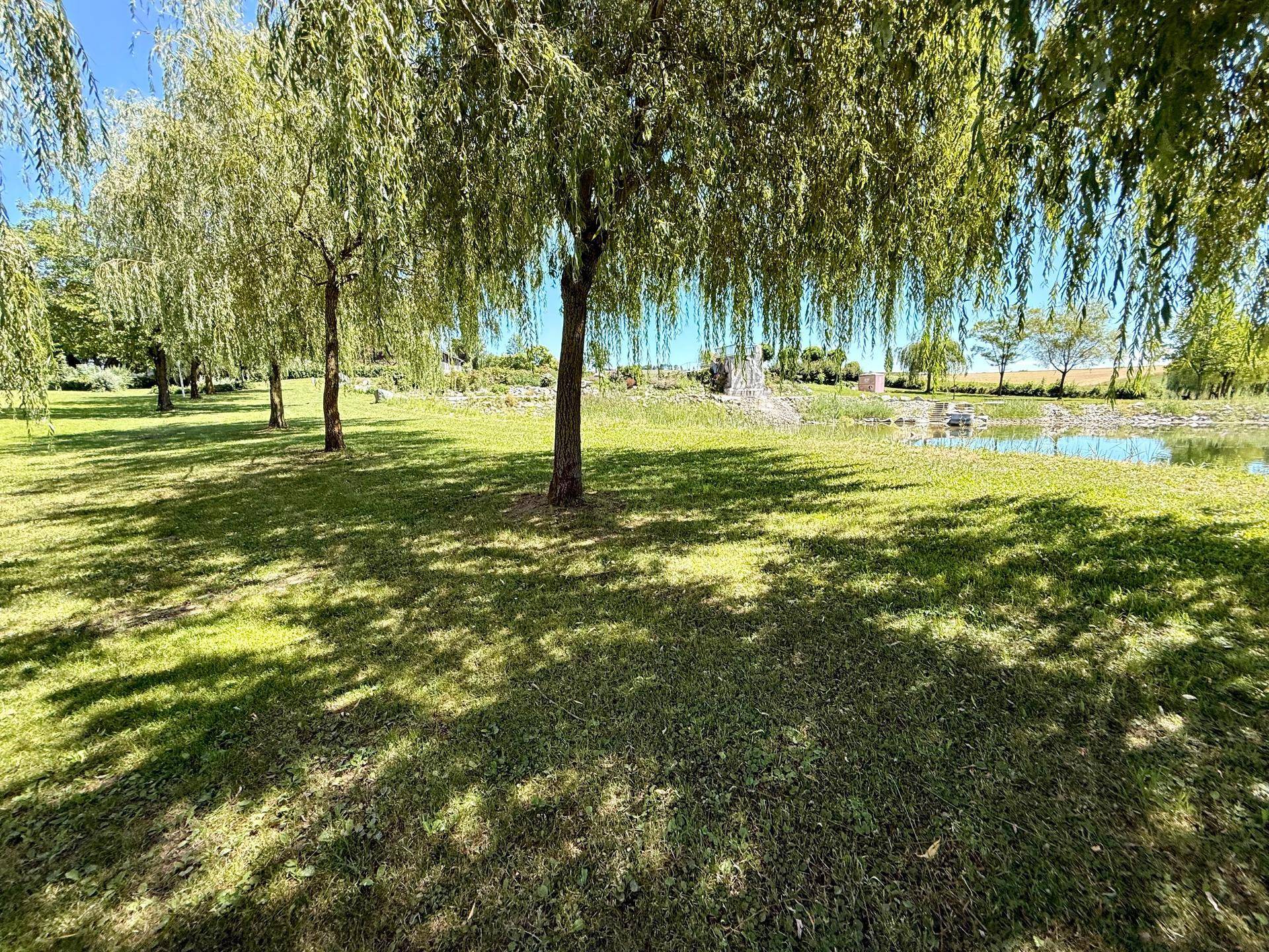 Grüne Rasenfläche mit Trauerweiden, die zu einem Teich in der Ferne unter blauem Himmel führt.