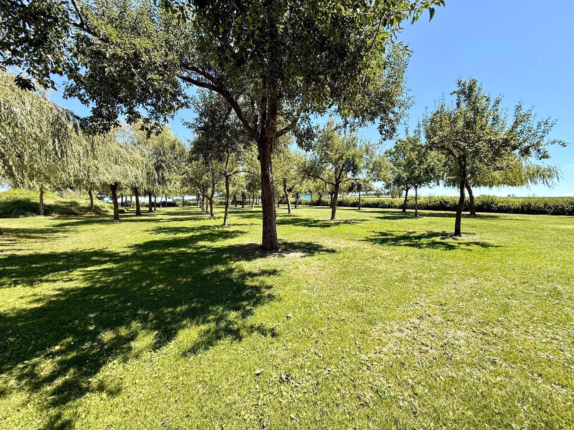 Obstgarten oder Parkanlage mit zahlreichen Bäumen, die Schatten auf den grünen Rasen werfen.