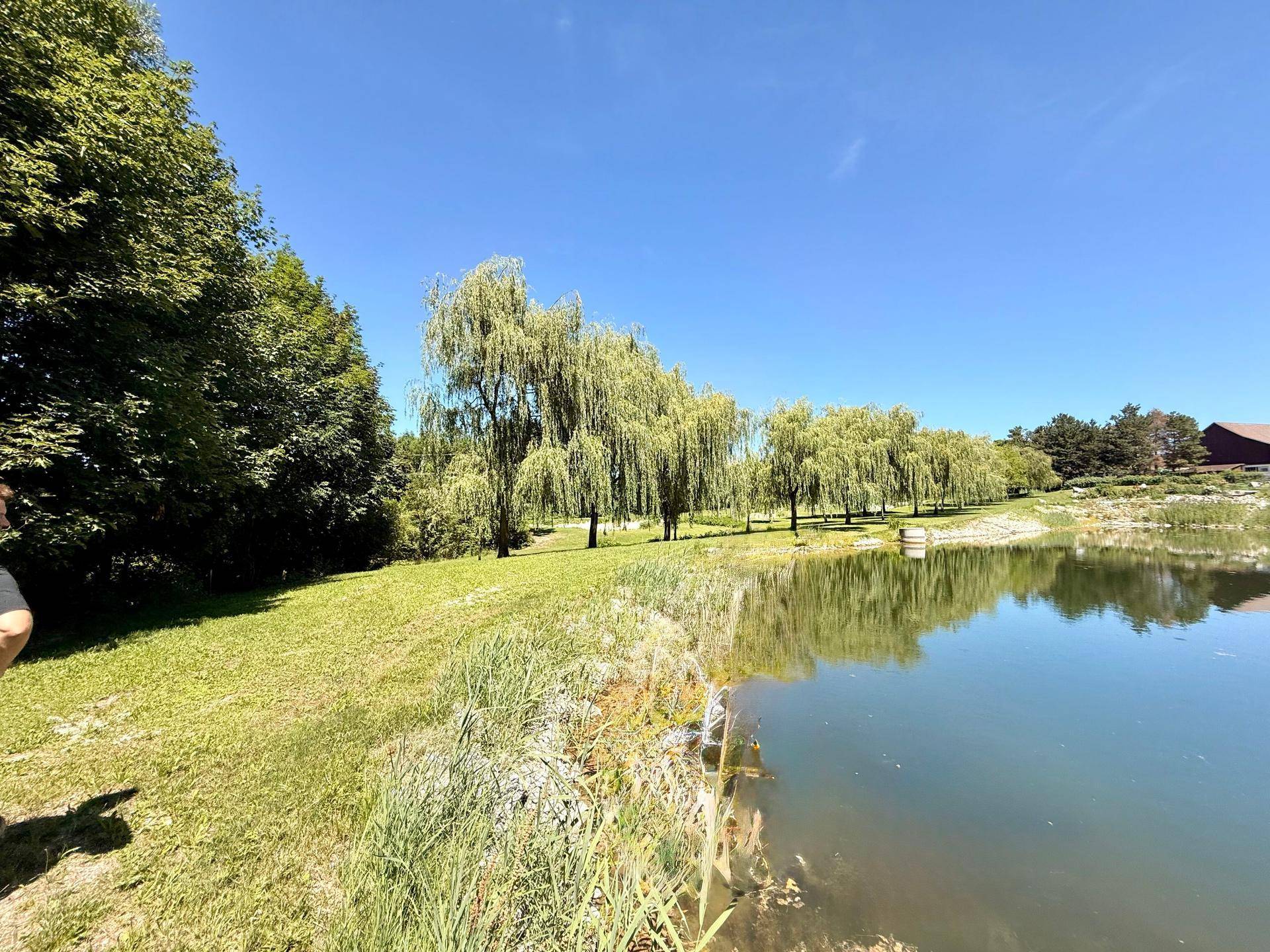 Blick entlang eines Teiches mit Schilf, grünem Ufer und Trauerweiden, die sich im Wasser spiegeln.
