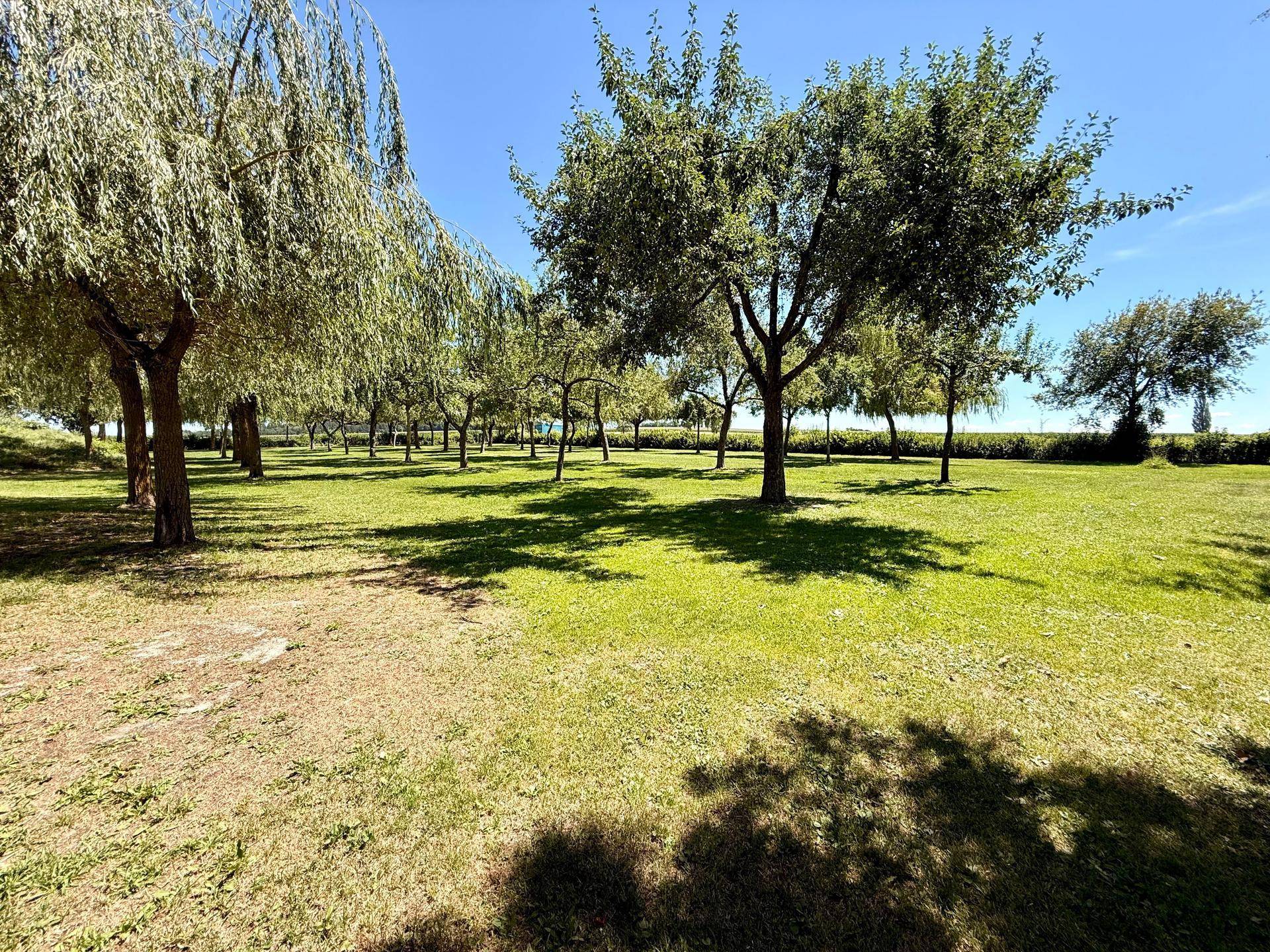 Obstgarten oder Parkanlage mit zahlreichen Bäumen, die Schatten auf den grünen Rasen werfen.