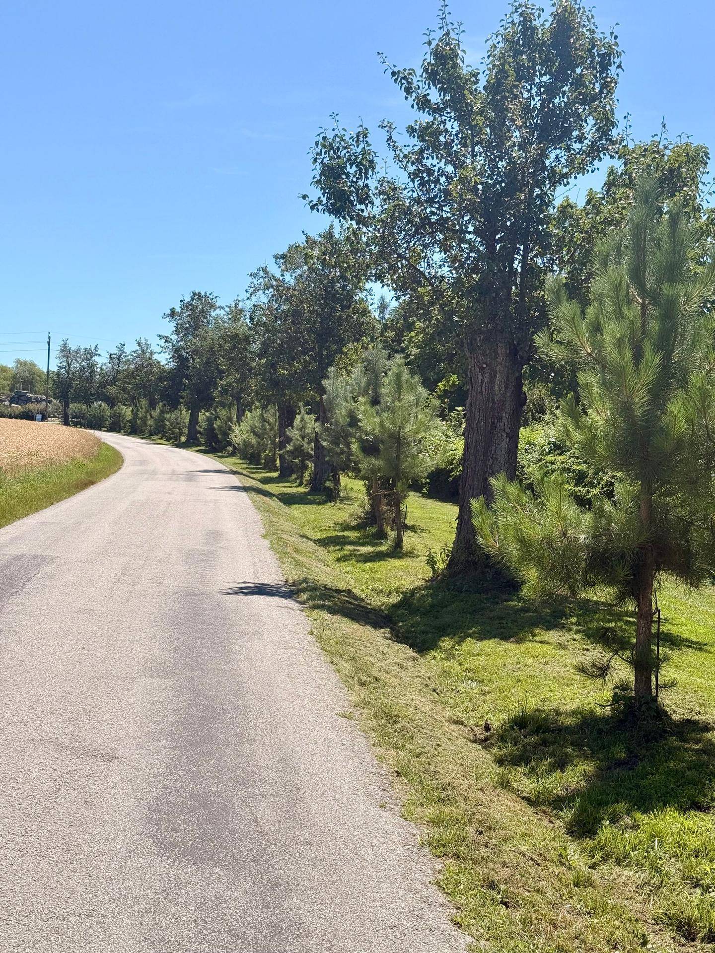 Landstraße schlängelt sich durch eine grüne Landschaft mit Bäumen und Wiesen unter strahlend blauem Himmel.