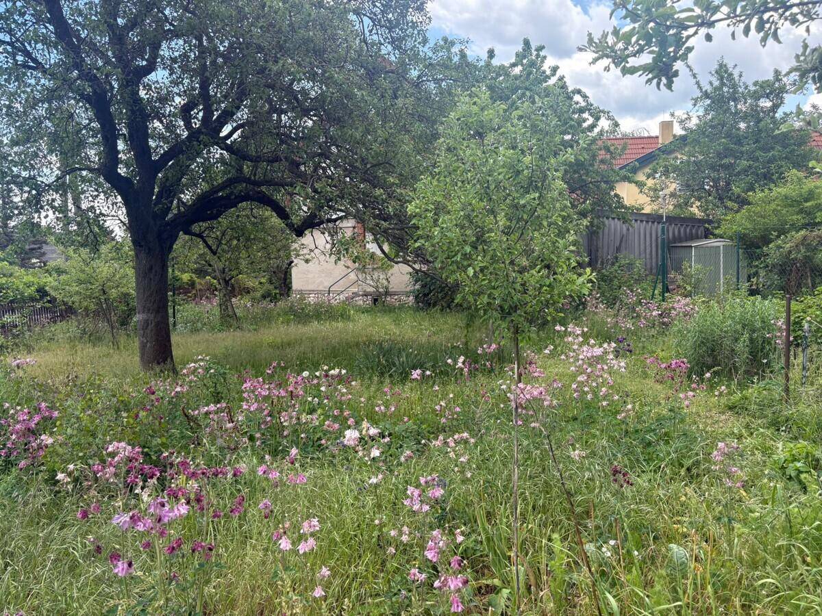 Naturbelassener Garten mit üppiger Vegetation, blühenden Pflanzen und alten Bäumen.